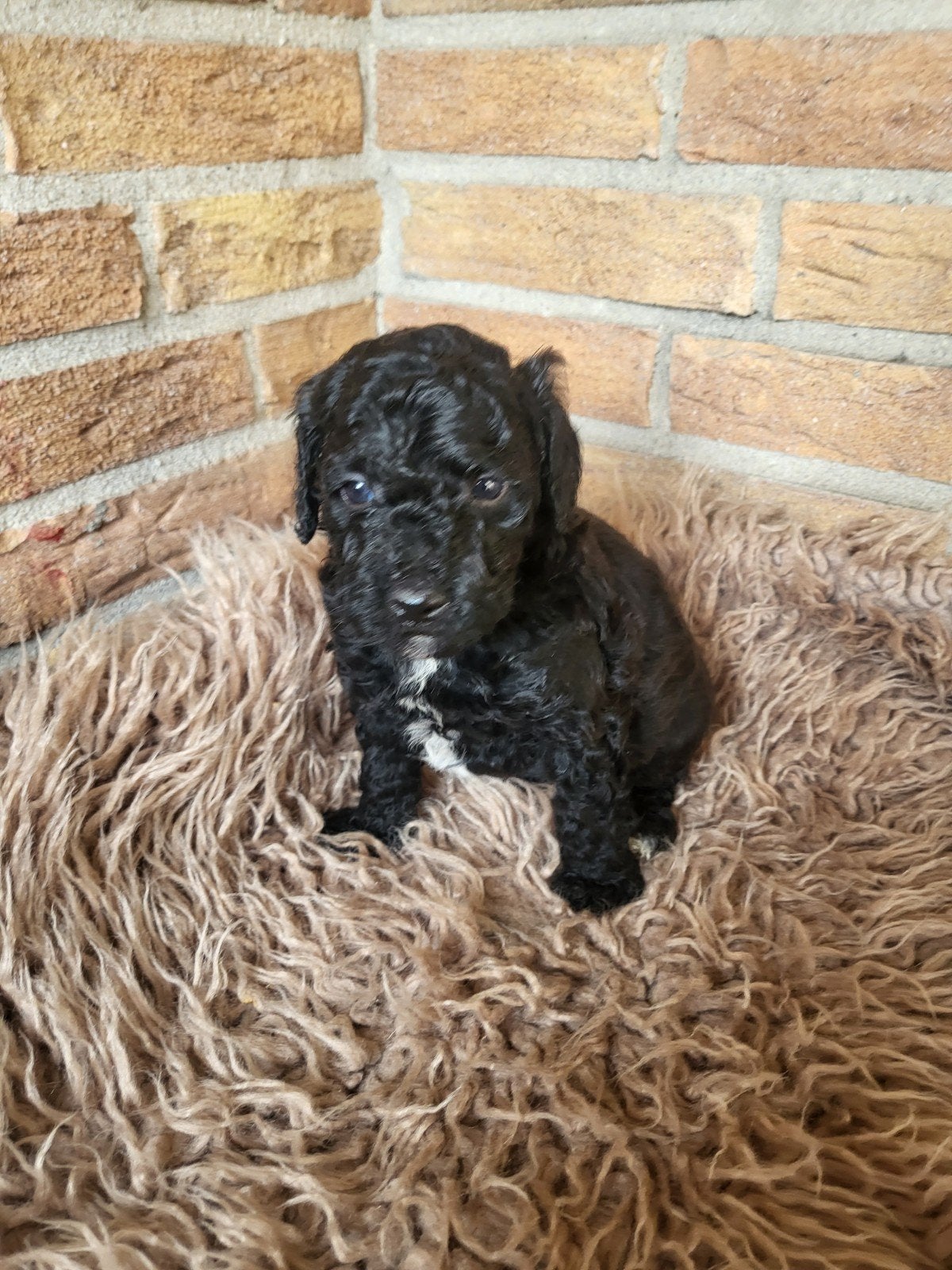 Mini labradoodles pups te reserveren . geboren  12/09 ., Dieren en Toebehoren, Nederland, Overige rassen, 8 tot 15 weken, Meerdere