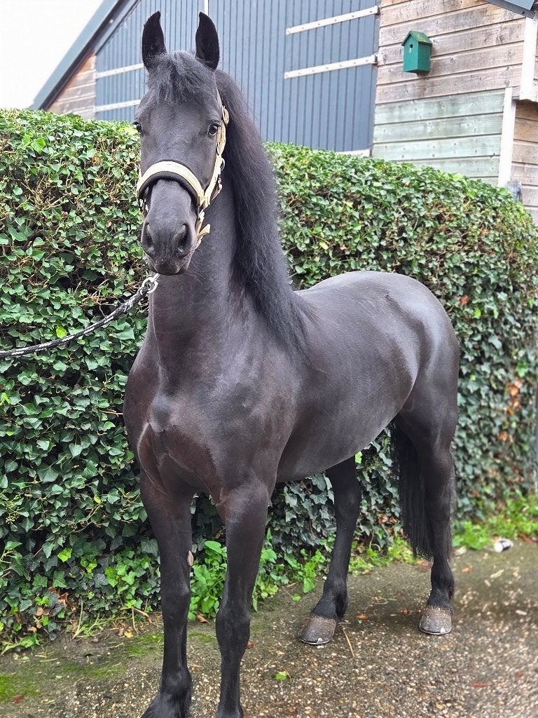 FRIESE MERRIE TE KOOP, Dieren en Toebehoren, Merrie, Dressuurpaard, 3 tot 6 jaar, 160 tot 165 cm