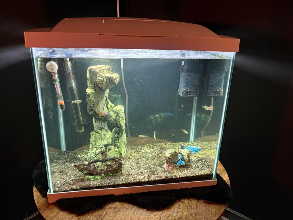 Aquarium, Ophalen of Verzenden, Zo goed als nieuw, Gevuld zoetwateraquarium