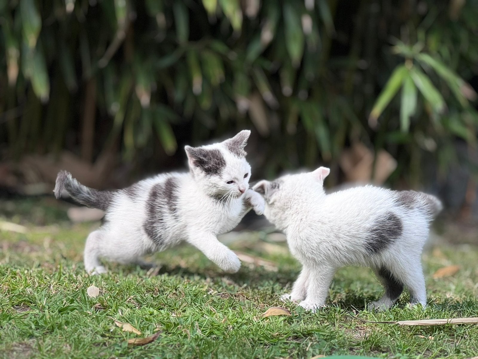 Prachtige en speelse kittens (nog 5 beschikbaar), Dieren en Toebehoren, Katten en Kittens | Overige Katten, Meerdere dieren, Kortharig