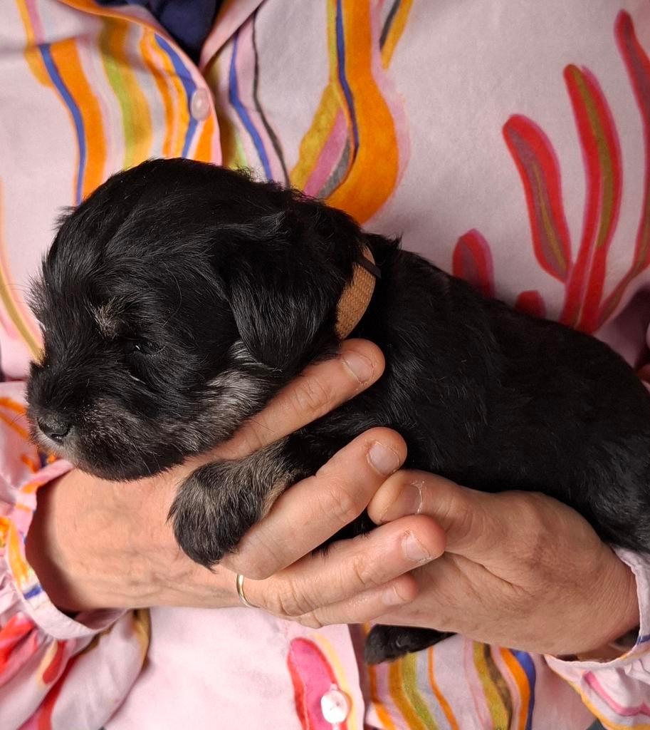 Dwergschnauzer  pups zwart/zilver en peper en zout, Parvo, Overige rassen, 8 tot 15 weken, Meerdere