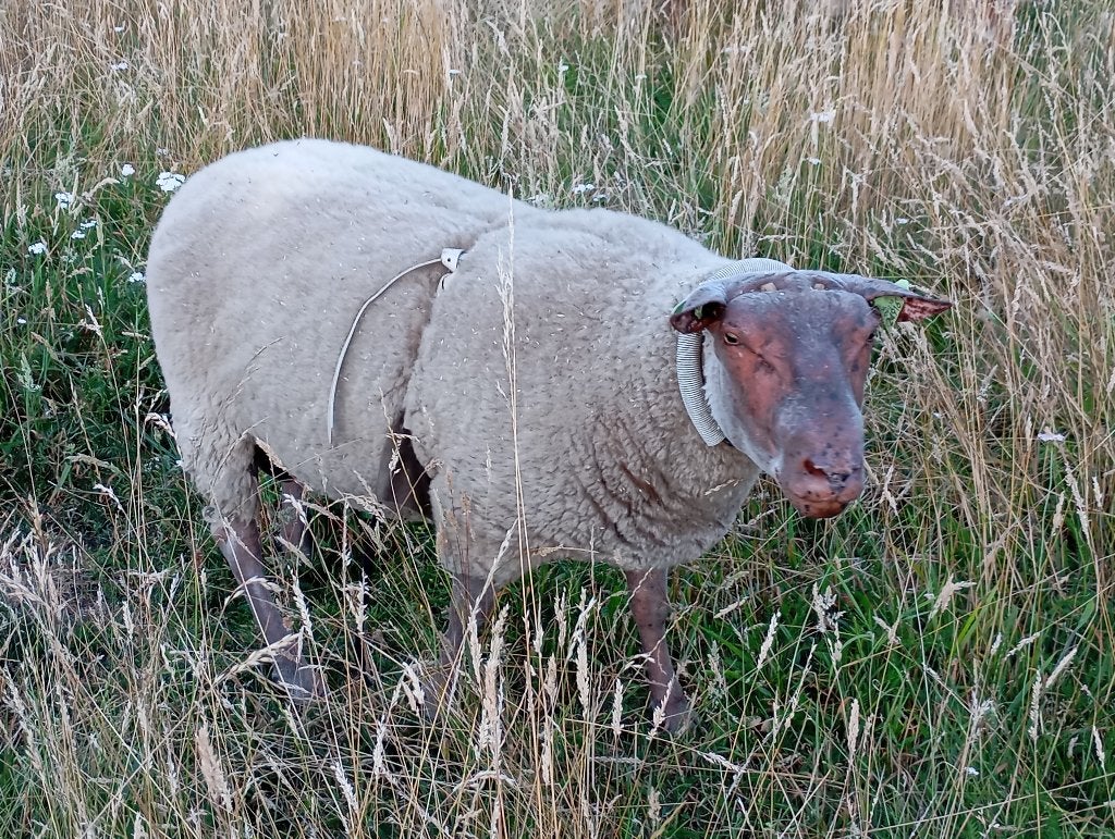 Zuiver Rouge dekram, Dieren en Toebehoren, Schapen, Geiten en Varkens, Mannelijk, Schaap, 0 tot 2 jaar