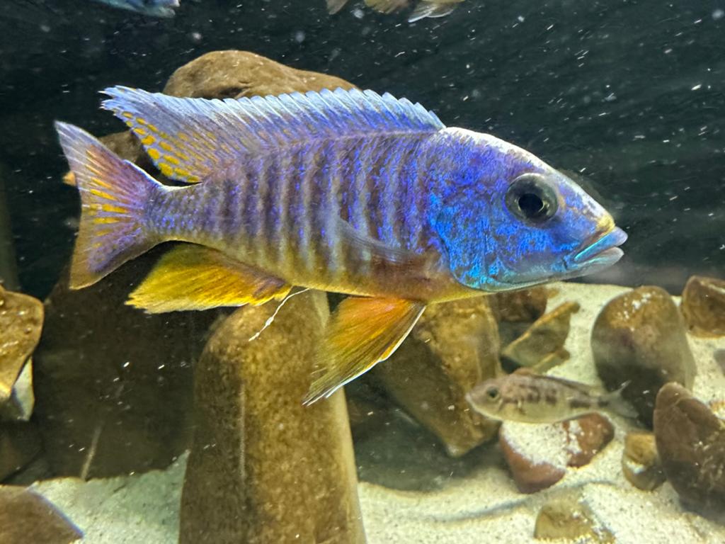 Aulonocara Fire Fish en Jacobfreibergi Malawi cichlide., Vis, Zoetwatervis