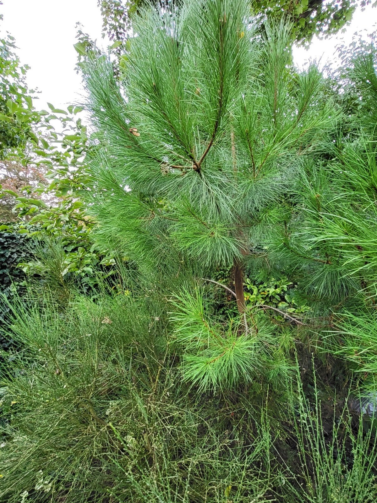 pinus pinea 'SilverCrest', Tuin en Terras, Ophalen, Bloeit niet, Overige soorten