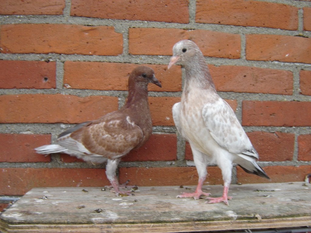 Sierduifjes.., Dieren en Toebehoren, Meerdere dieren, Overige soorten