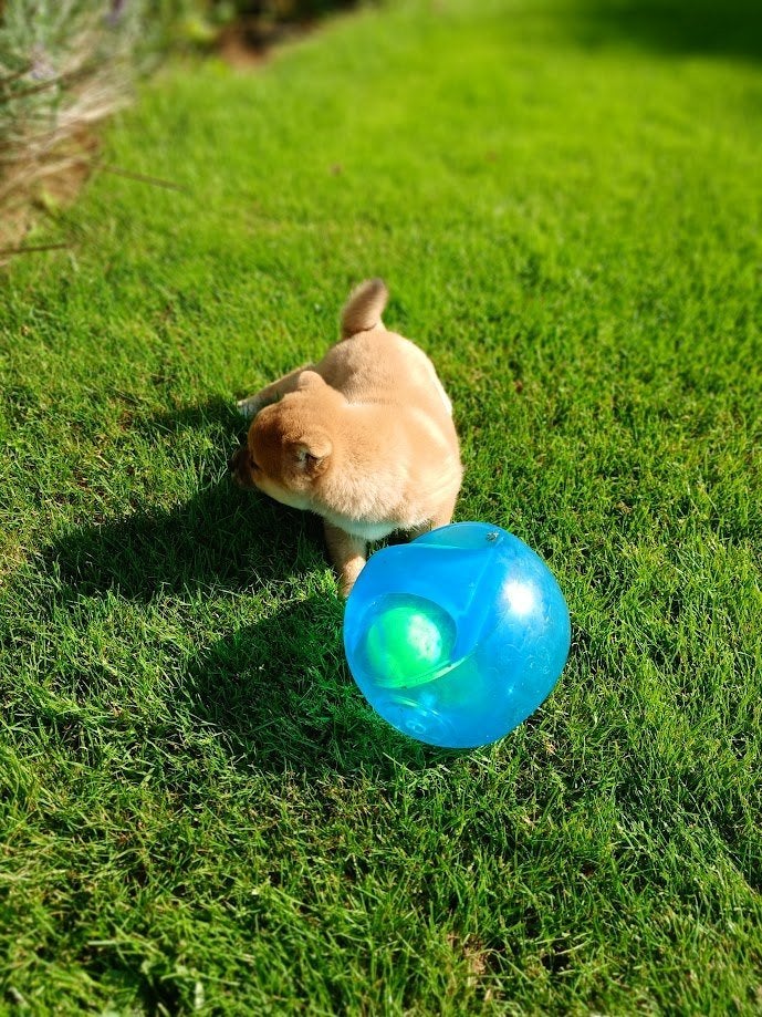 Shiba inu pups nog 1 teefje, Dieren en Toebehoren, 8 tot 15 weken, Teef, Poolhond, Eén hond