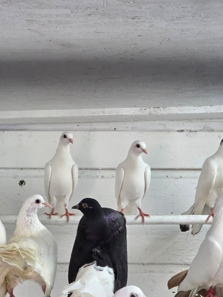 Cepeler hoogvliegers, Dieren en Toebehoren, Meerdere dieren, Overige soorten