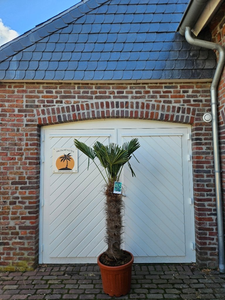 AANBIEDING: TRACHYCARPUS WAGNERIANUS ( WAGNERPALM )., Tuin en Terras, In pot, Halfschaduw, Ophalen of Verzenden, Lente