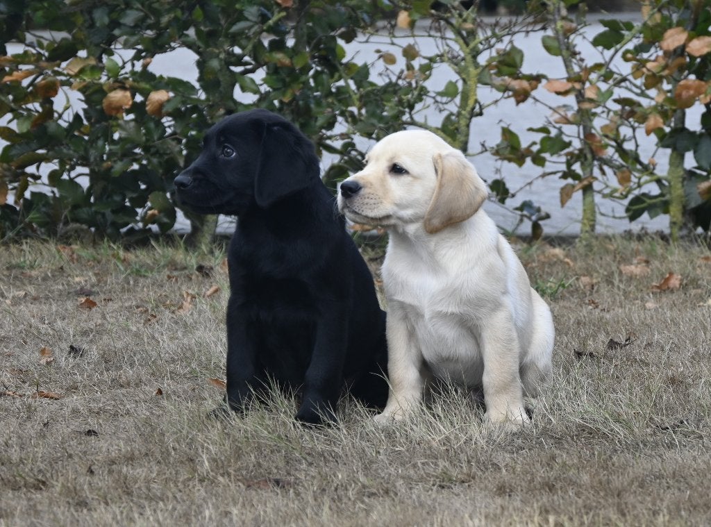 Prachtige Labrador pups met stamboom, Parvo, 8 tot 15 weken, Labrador retriever, Meerdere