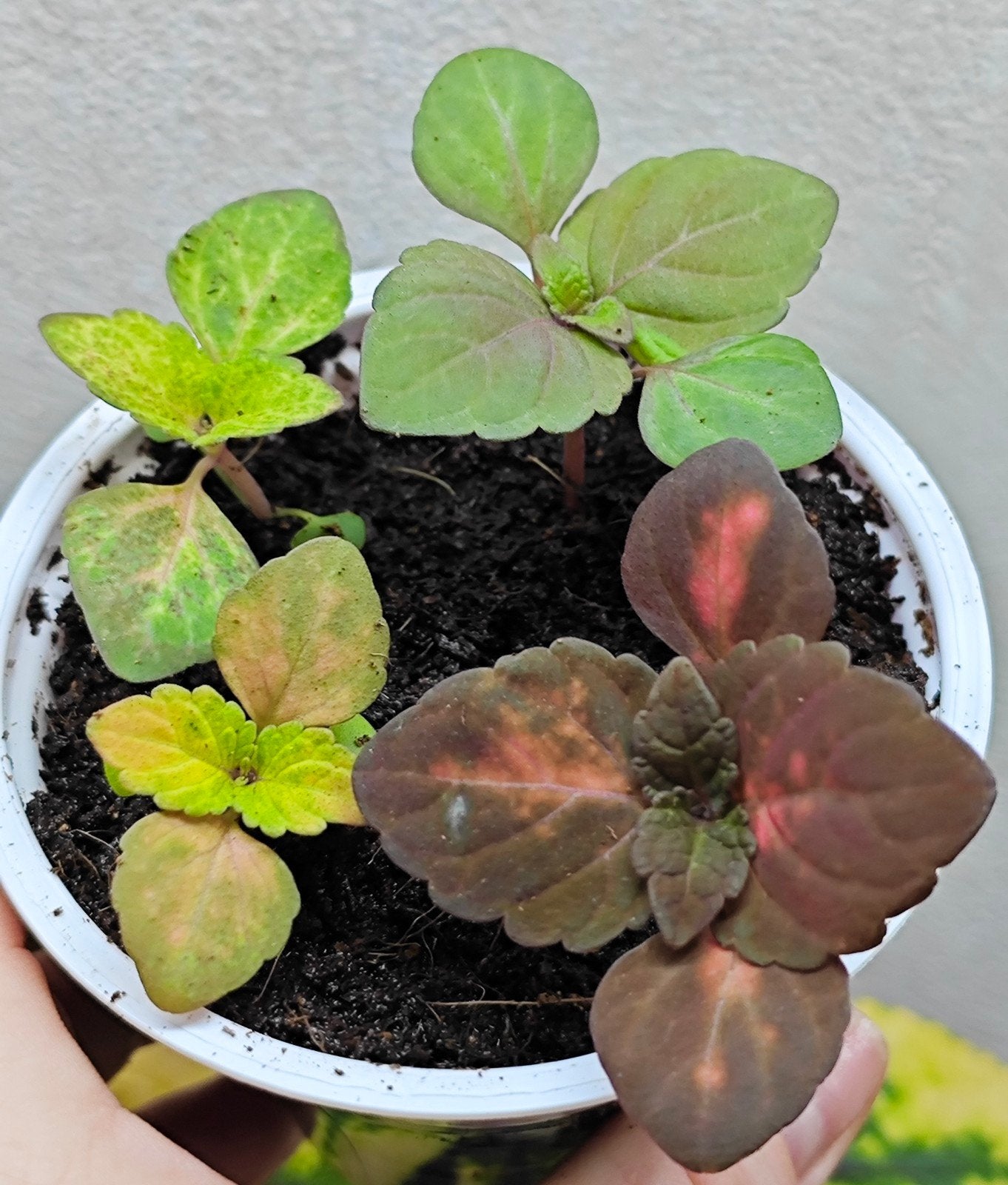 Coleus siernetel zaailingen, Ophalen, Eenjarig, Overige soorten, Volle zon