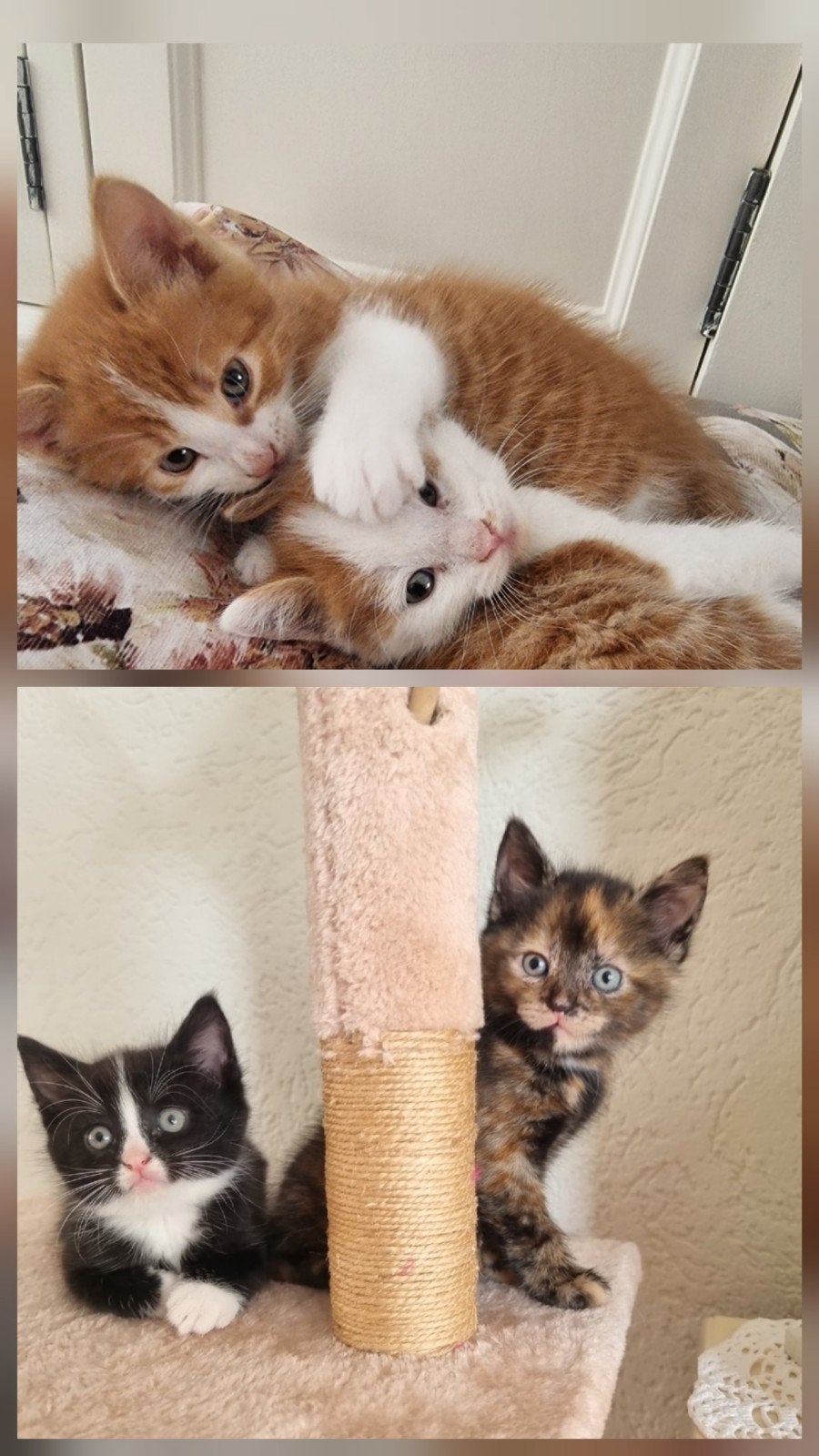3 mooie kittens te koop, Dieren en Toebehoren, Katten en Kittens | Overige Katten, Meerdere dieren, 0 tot 2 jaar