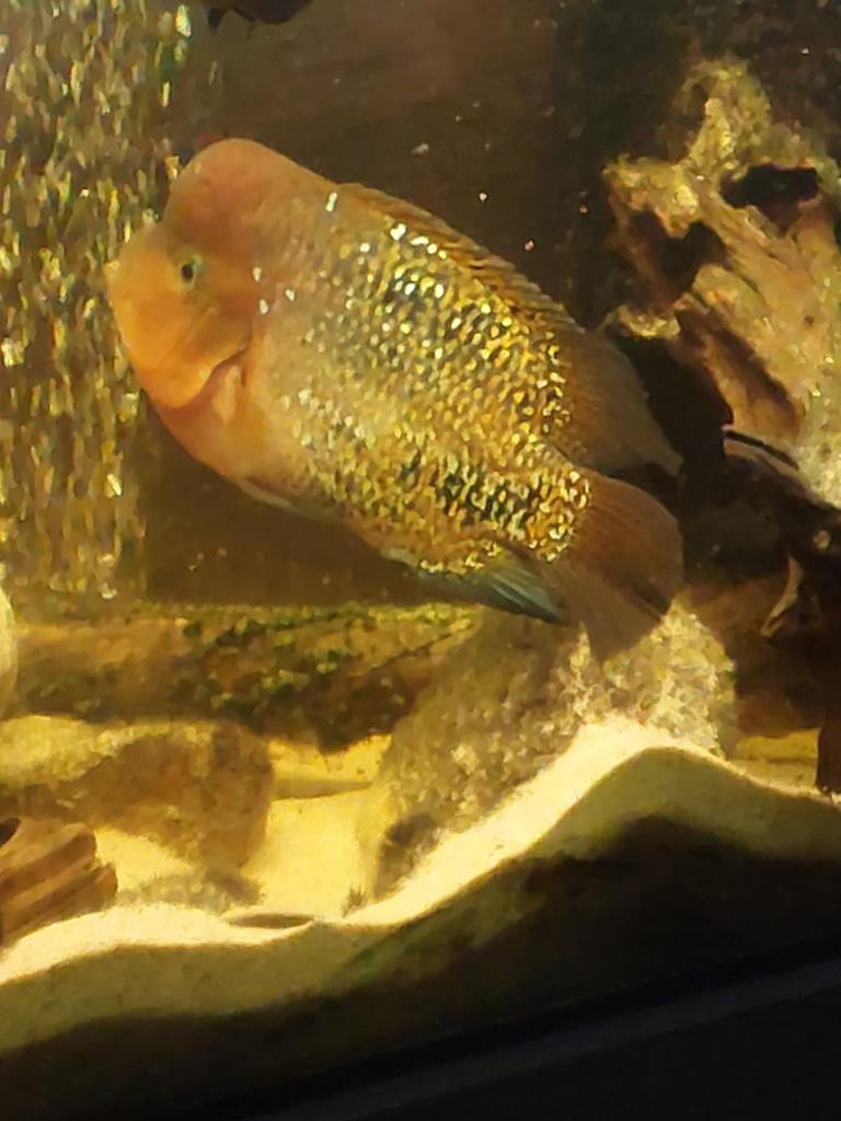 Vieja synspillum 25cm ruilen mag ook, Dieren en Toebehoren, Vissen | Aquariumvissen, Vis