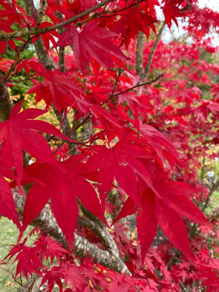 1 Acer Rode Japanse Esdoorn € 49,50, Ophalen of Verzenden, Esdoorn, Struik, Minder dan 100 cm
