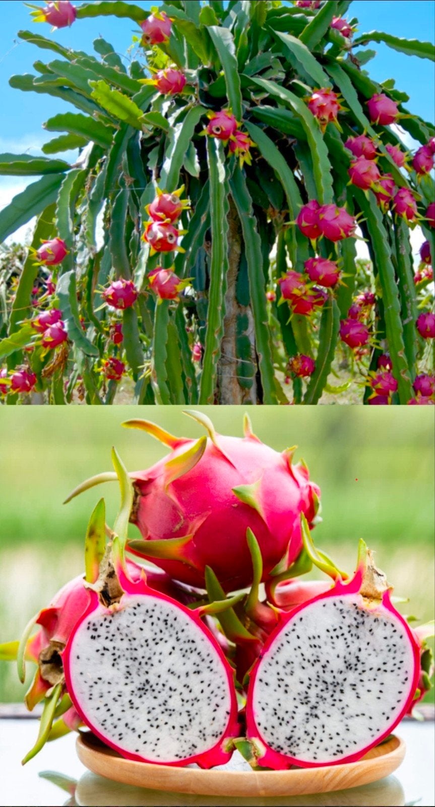 pitaya, cactus, drakenfruit., Ophalen of Verzenden, Cactus, Volle zon, Minder dan 100 cm