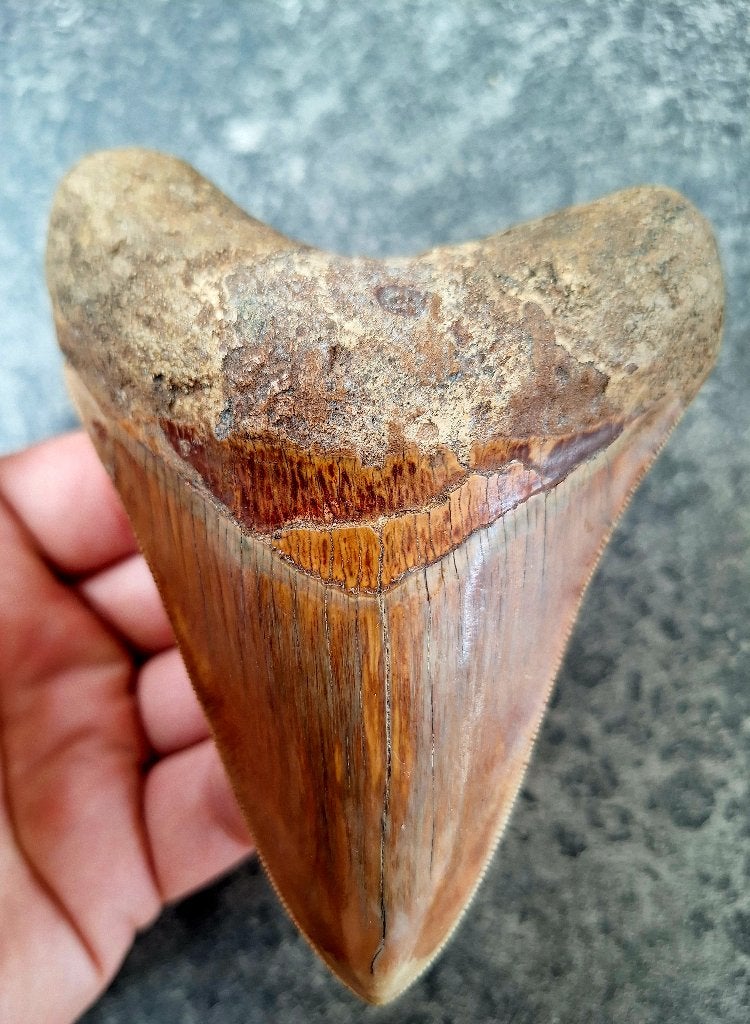 megalodon tand indonesie		11.7x9x2.8	cm, Verzamelen, Mineralen en Fossielen, Ophalen of Verzenden, Fossiel