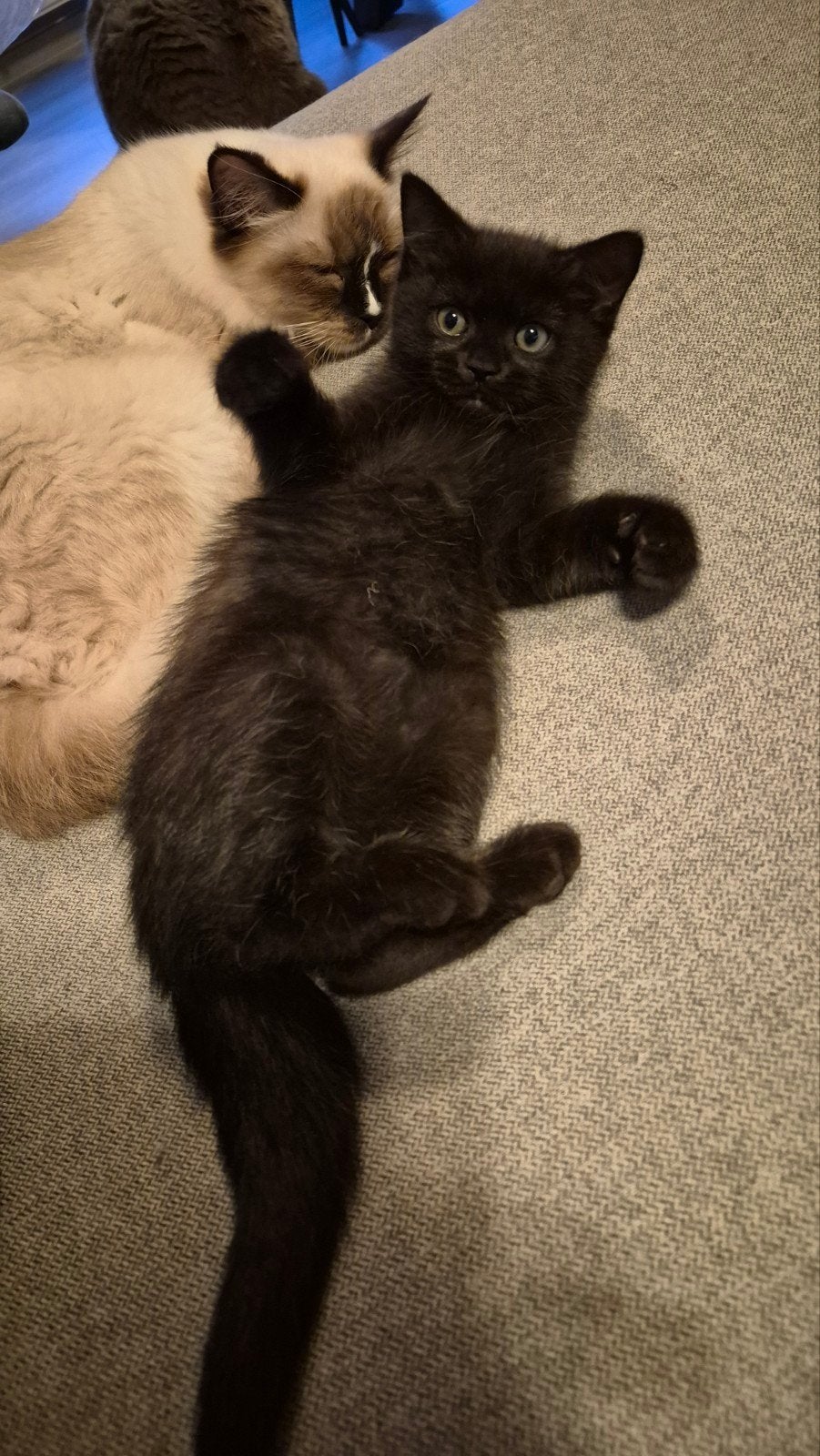 britsekorthaar x ragdoll kitten laatste mag al weg, Meerdere dieren, Ontwormd