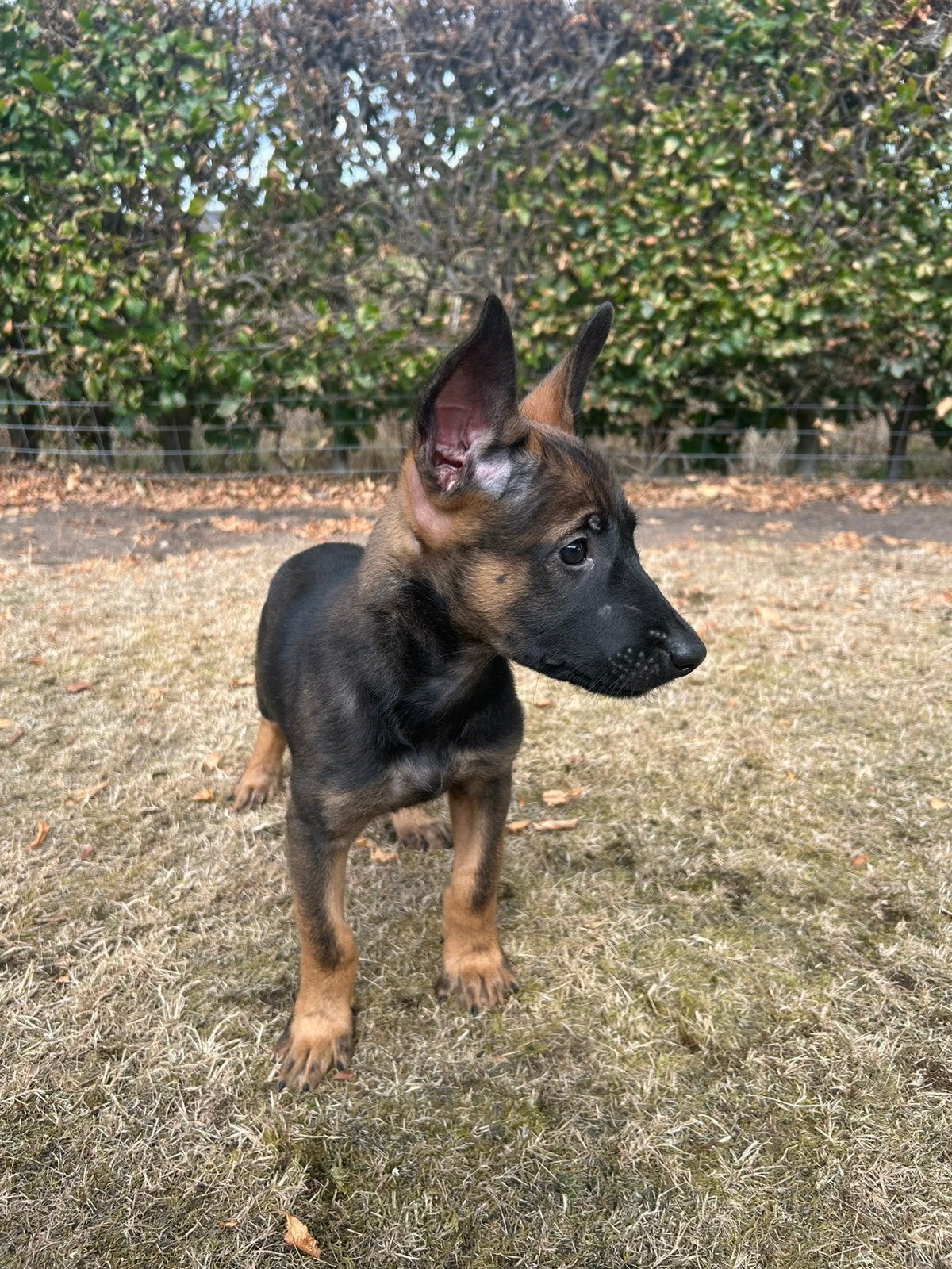 Mechelse herder pups te koop., Dieren en Toebehoren, 8 tot 15 weken, Meerdere, Meerdere dieren, Herder