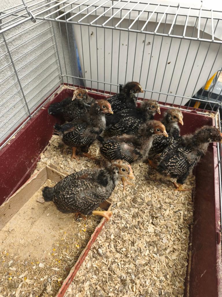 Kuikens dubbelgezoomde silver Barnevelder, Dieren en Toebehoren, Geslacht onbekend, Kip