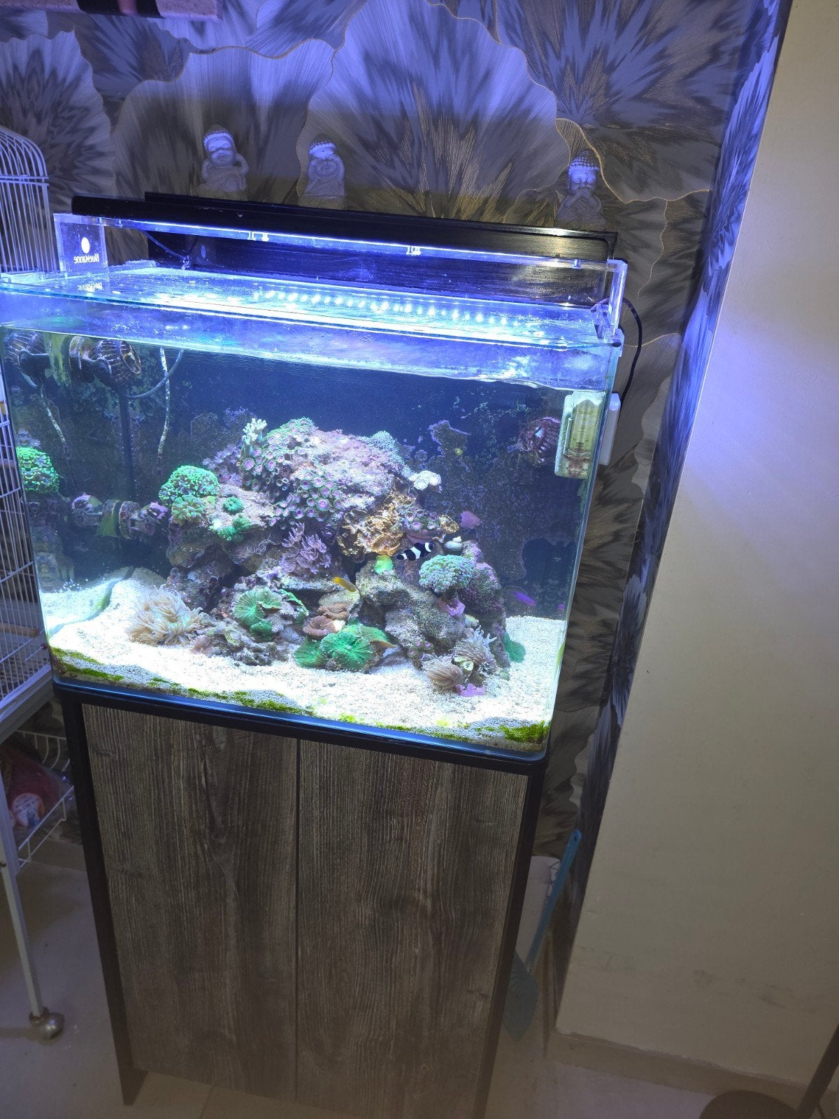 compleet zeeaquarium GEEN losse verkoop, Dieren en Toebehoren, Ophalen, Gevuld zeewateraquarium