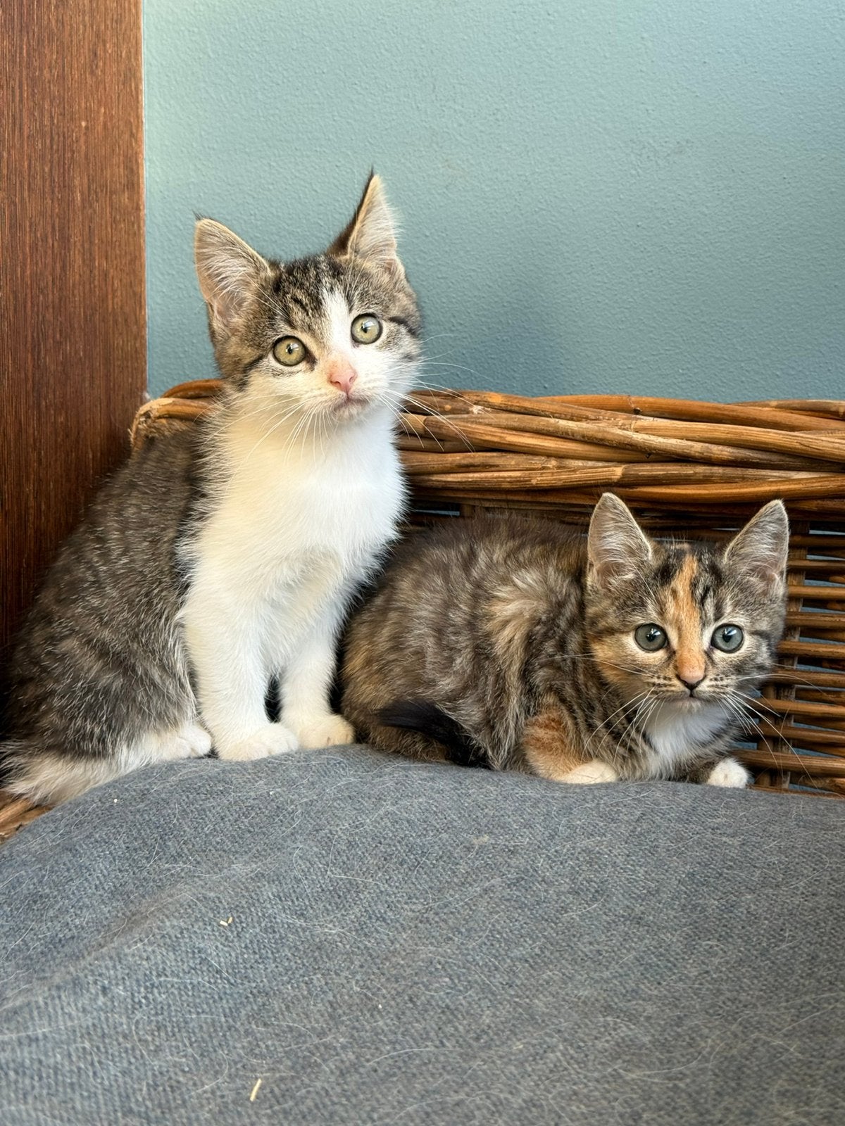 Kittens opzoek naar nieuw thuis, Dieren en Toebehoren, Meerdere dieren, Kortharig, 0 tot 2 jaar