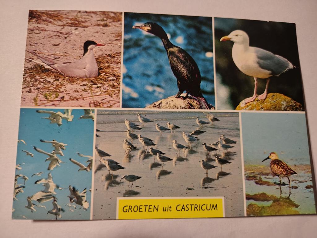 Castricum, Verzamelen, Ophalen of Verzenden, 1940 tot 1960, Gelderland