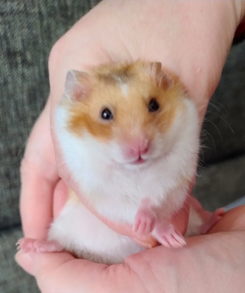 Nestje Syrische (goud)hamster, Dieren en Toebehoren, Hamster, Augustus, Meerdere dieren, Tam