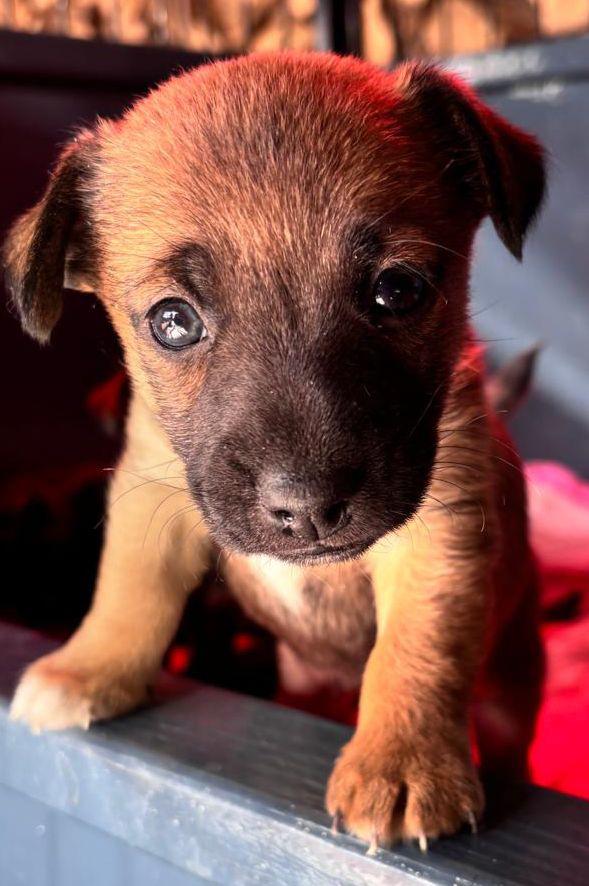 Jack Russell pups/puppies/puppy’s zoeken een gouden mandje, Dieren en Toebehoren, Honden | Jack Russells en Terriërs, Jack Russell Terriër