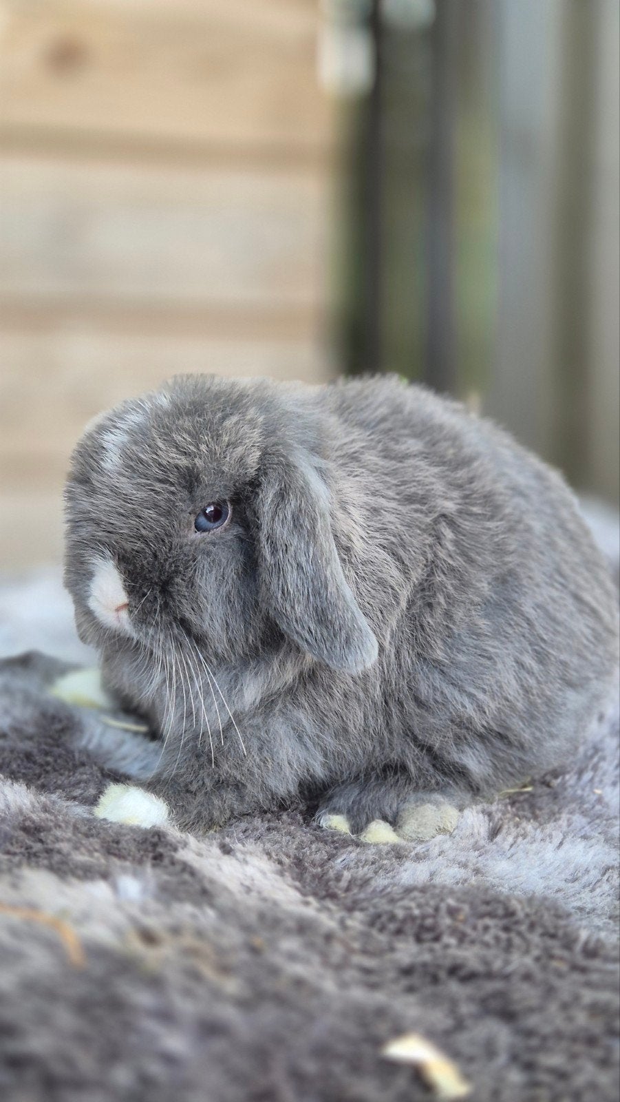 Prachtig minilop rammetje, Dieren en Toebehoren, Konijnen, Mannelijk, Dwerg