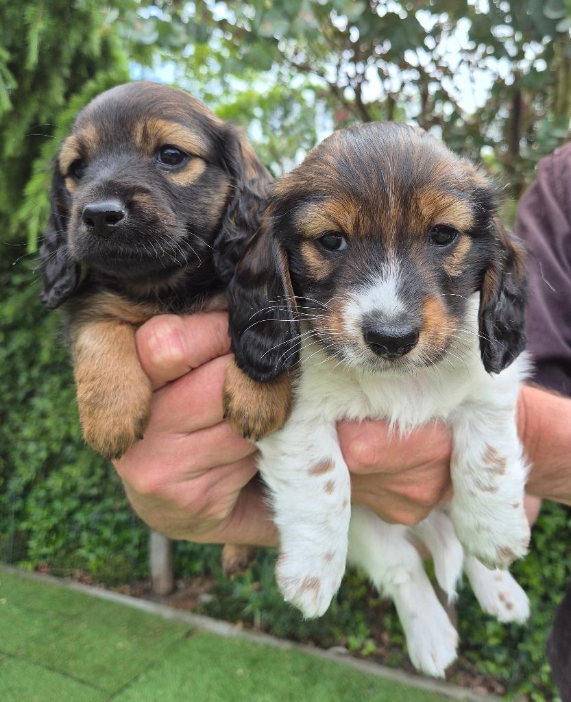 Langharige dwergteckel pups (2 reutjes), Parvo, Reu, 8 tot 15 weken, Dwerg