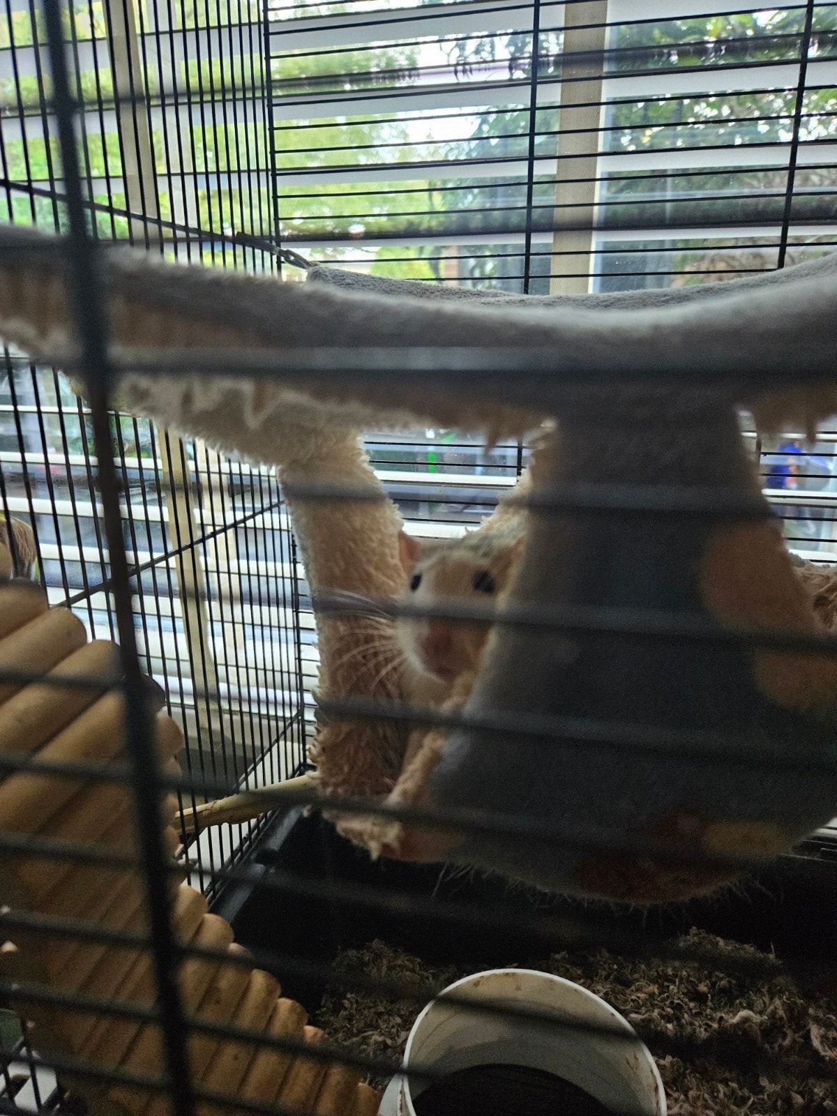 ratten met kooi