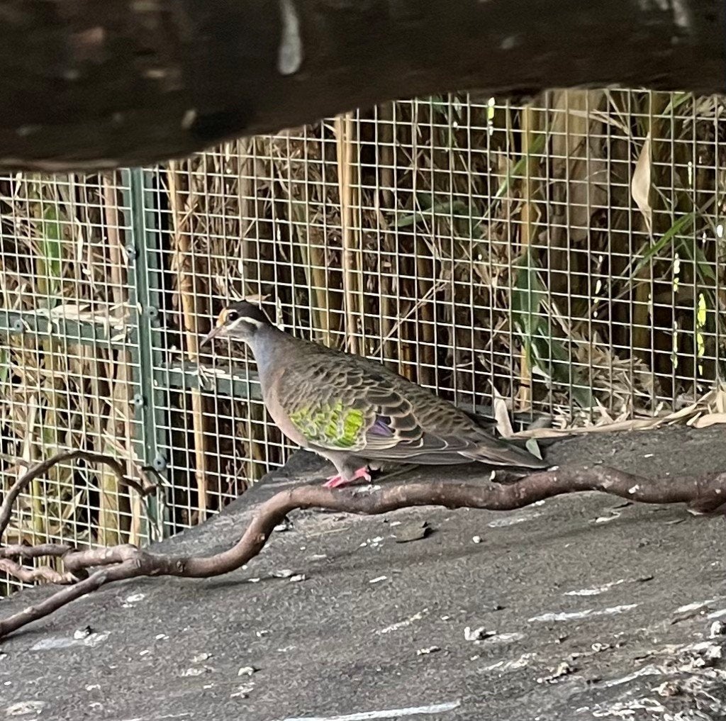 Bronsvleugel duif duiven te koop, Dieren en Toebehoren, Vogels | Duiven, Meerdere dieren, Overige soorten