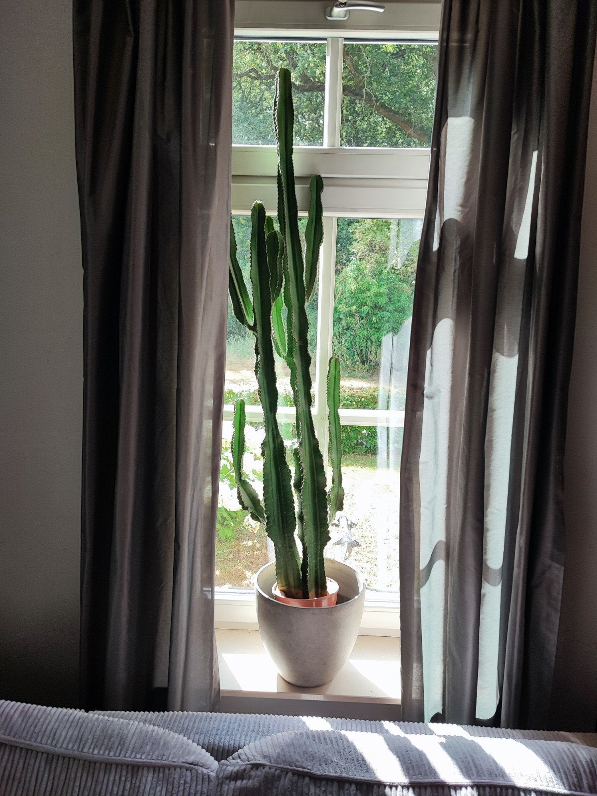 Grote Cactus in Pot - 150-200 cm, Huis en Inrichting, Kamerplanten, Ophalen, 150 tot 200 cm, In pot, Cactus