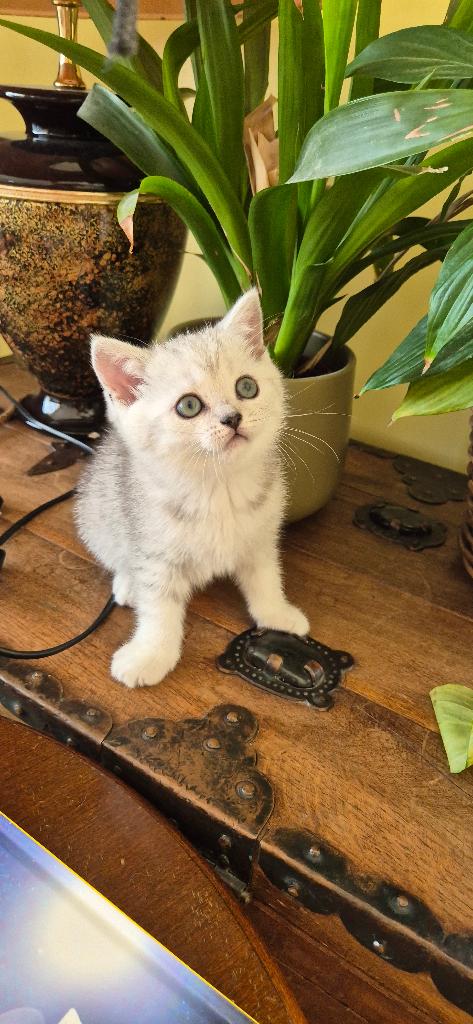 Toebehoren kitten