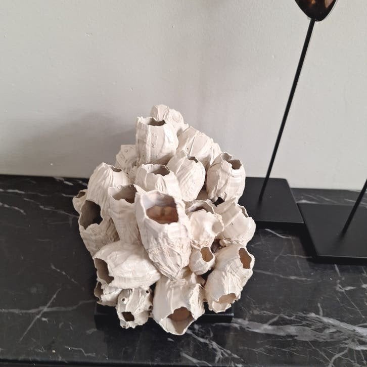 mooie beige cluster ornament op zwarte voet japandi chique, Nieuw, Ophalen of Verzenden, X, X