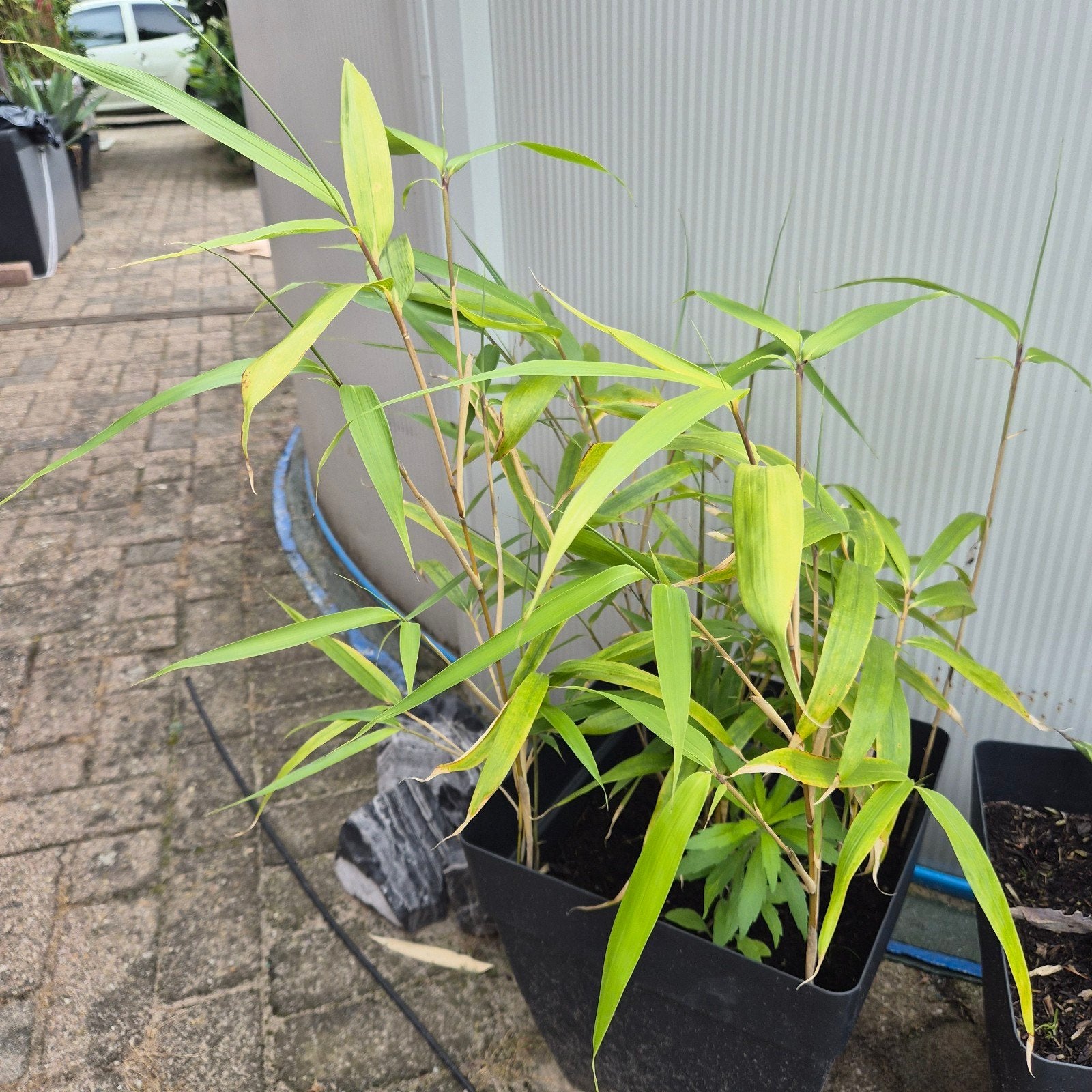 Bamboe in zwarte pot - 85 cm (Winterhard!), Tuin en Terras, Ophalen of Verzenden, Bloeit niet, Overige soorten, Halfschaduw