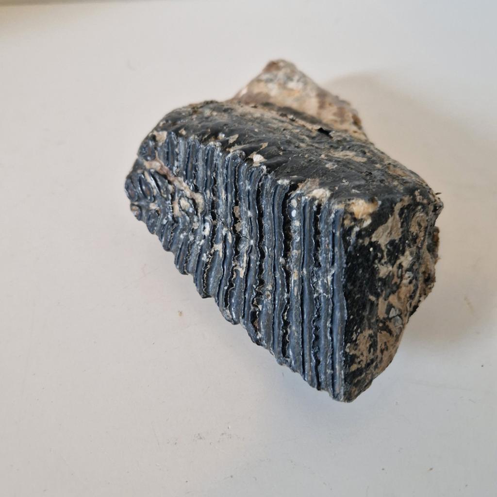 Mammoet tand Fossiel, Verzamelen, Mineralen en Fossielen, Ophalen of Verzenden, Fossiel