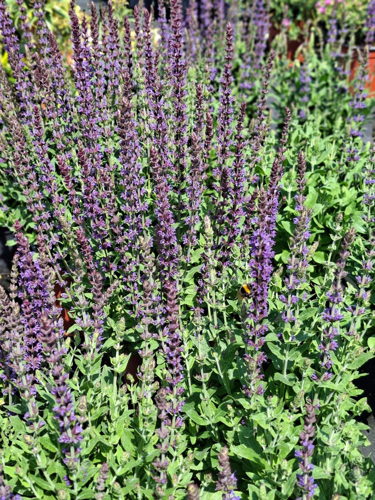 Salvia ostfriesland, Ophalen, Overige soorten, Volle zon