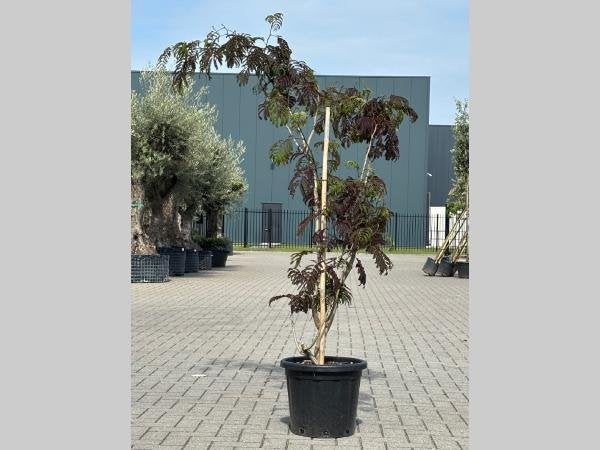 BOOM Albizia julibri. 'Summer Chocolate' Perzische slaapboom, Overige soorten, Volle zon, Vaste plant, Ophalen of Verzenden