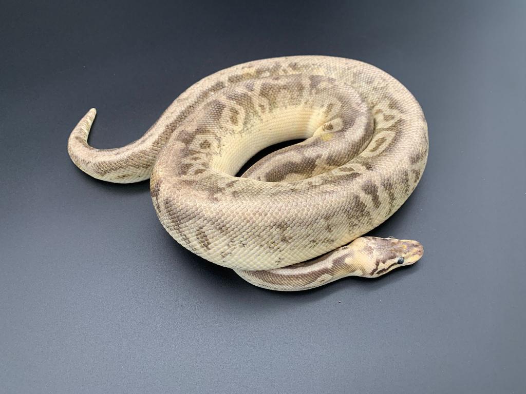 1.0 super pastel black pastel het pied python regius, Dieren en Toebehoren, Reptielen en Amfibieën, Slang, Tam, 3 tot 6 jaar