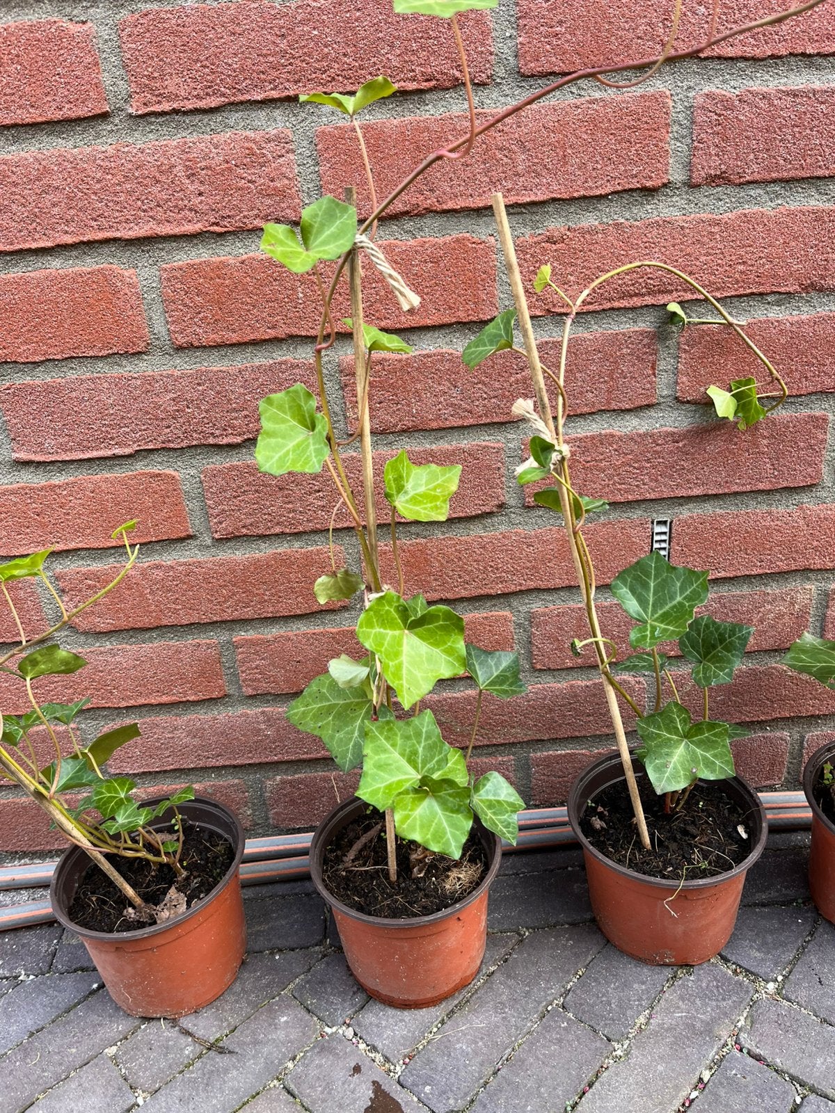 Klimop - hedera 30-40cm, Ophalen, Bloeit niet, Klimplanten, Halfschaduw