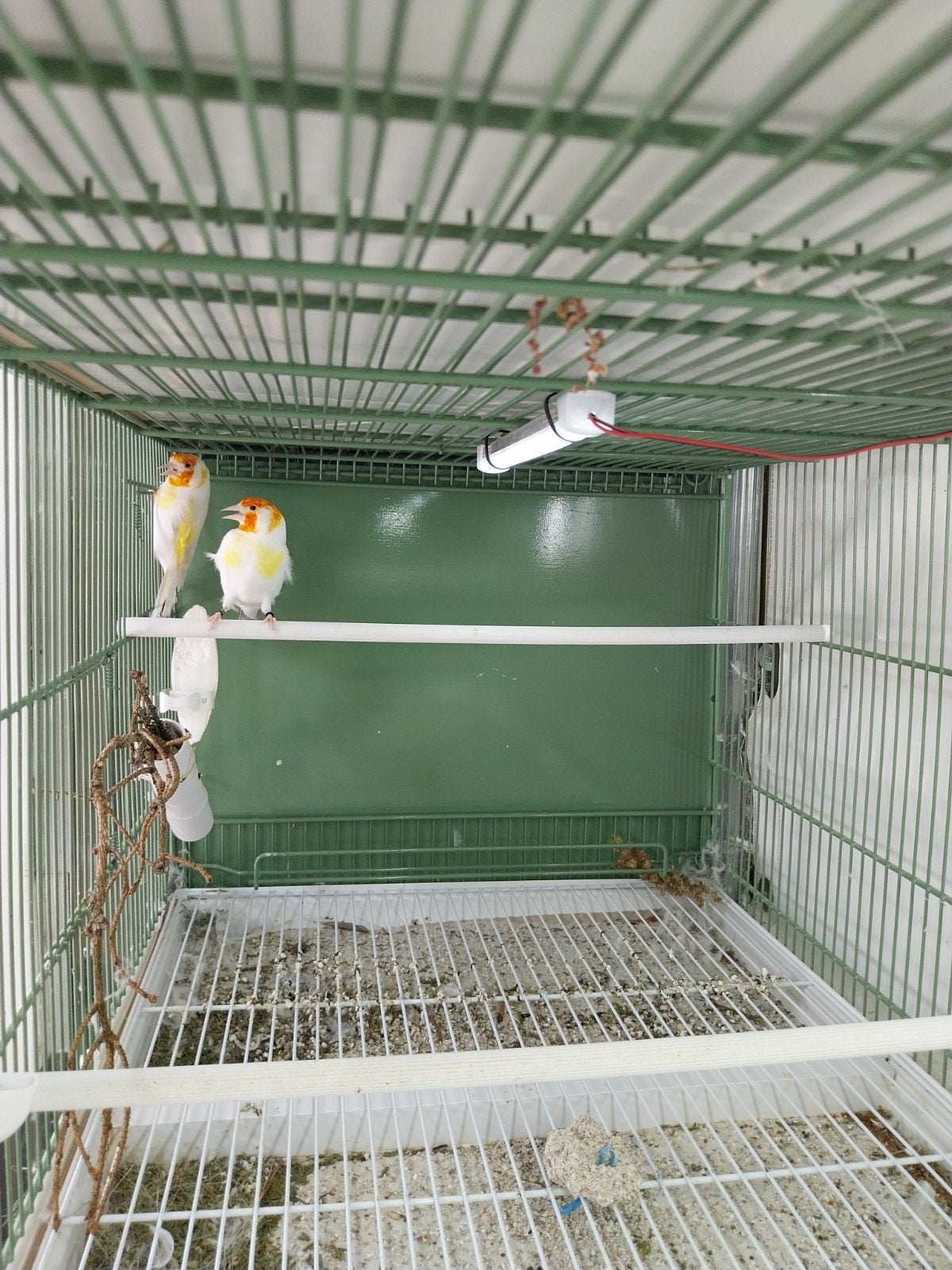 Koppels putters, Dieren en Toebehoren, Meerdere dieren