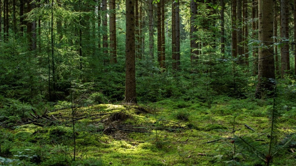 Gezocht: bosperceel, perceel bos, Ophalen, Bloeit niet, Volle zon, Overige soorten