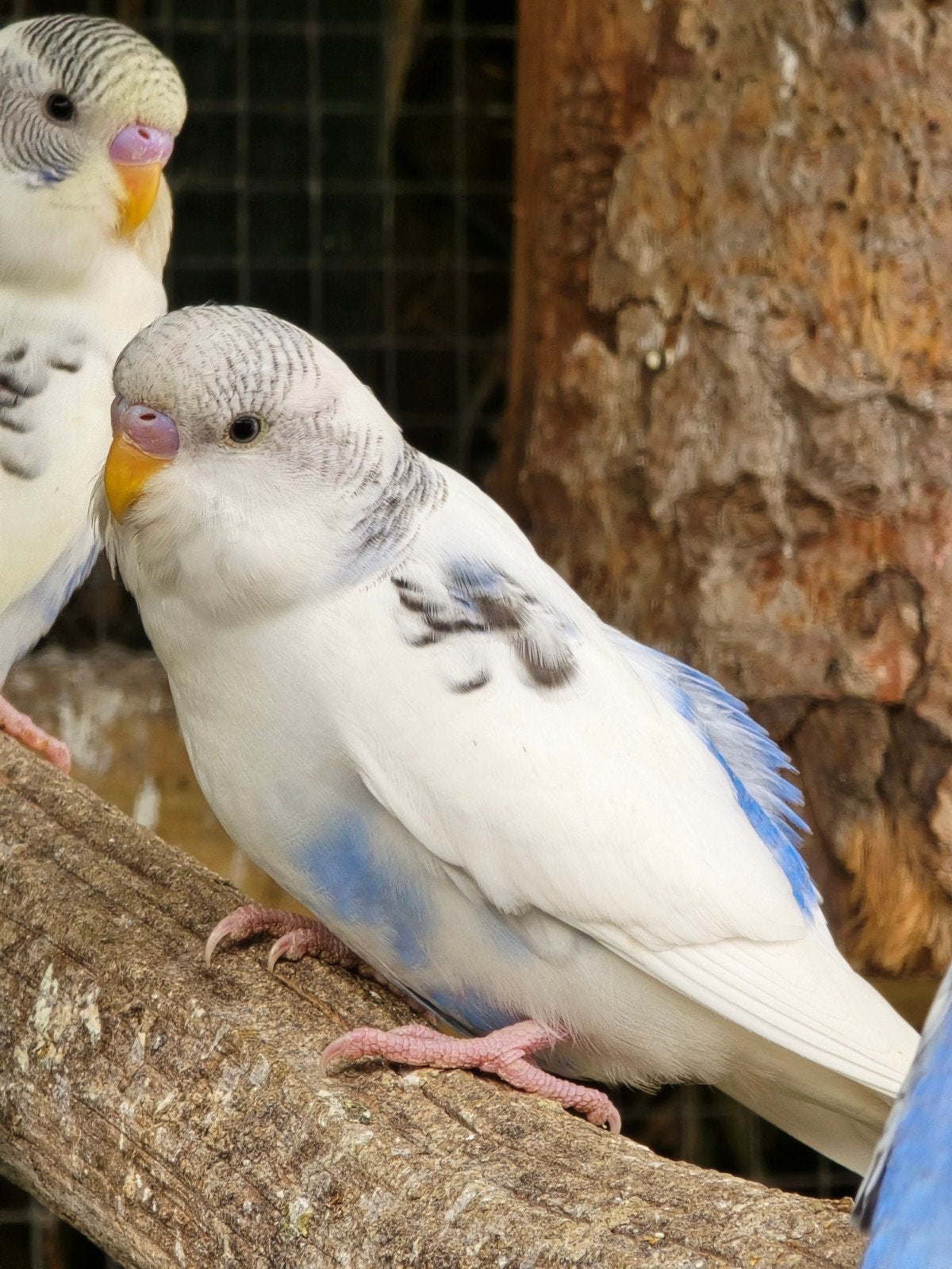 Prachtig koppel grasparkieten, Dieren en Toebehoren, Vogels | Parkieten en Papegaaien, Meerdere dieren, Parkiet