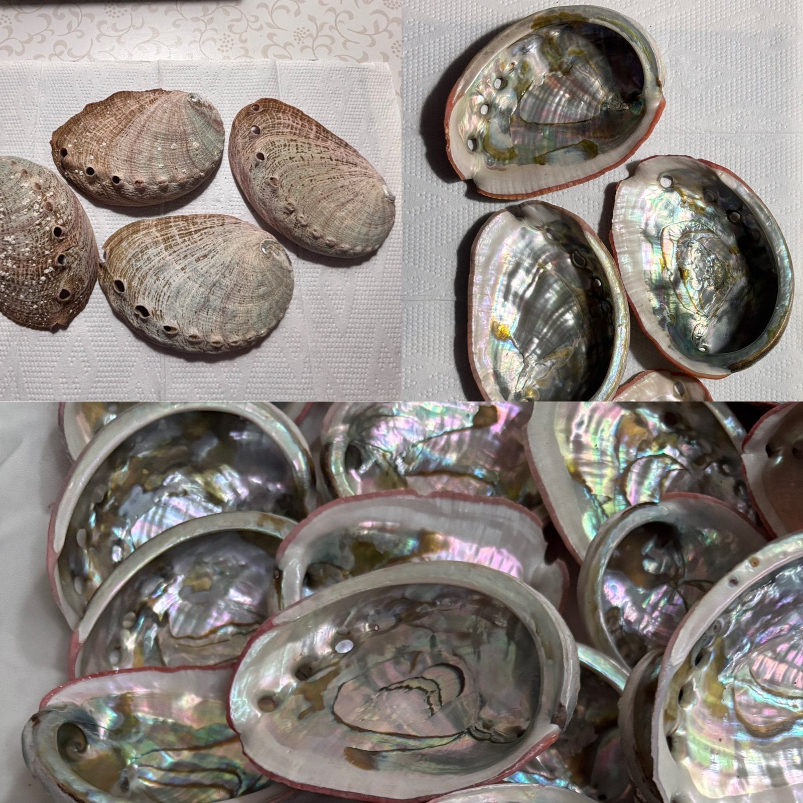 Abalone schelp, Verzamelen, Ophalen of Verzenden, Schelp(en)