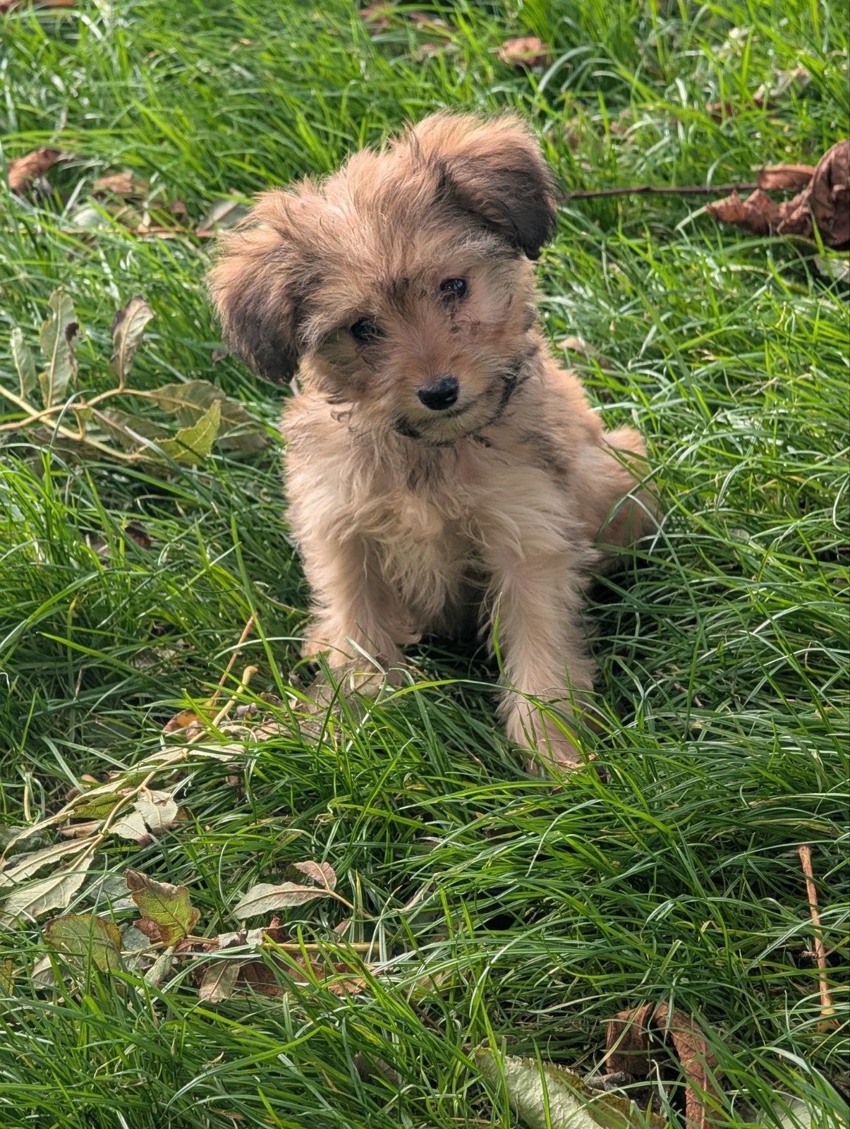 Russische toy x toy poedel, Dieren en Toebehoren, Reu, CDV (hondenziekte), 8 tot 15 weken, Meerdere