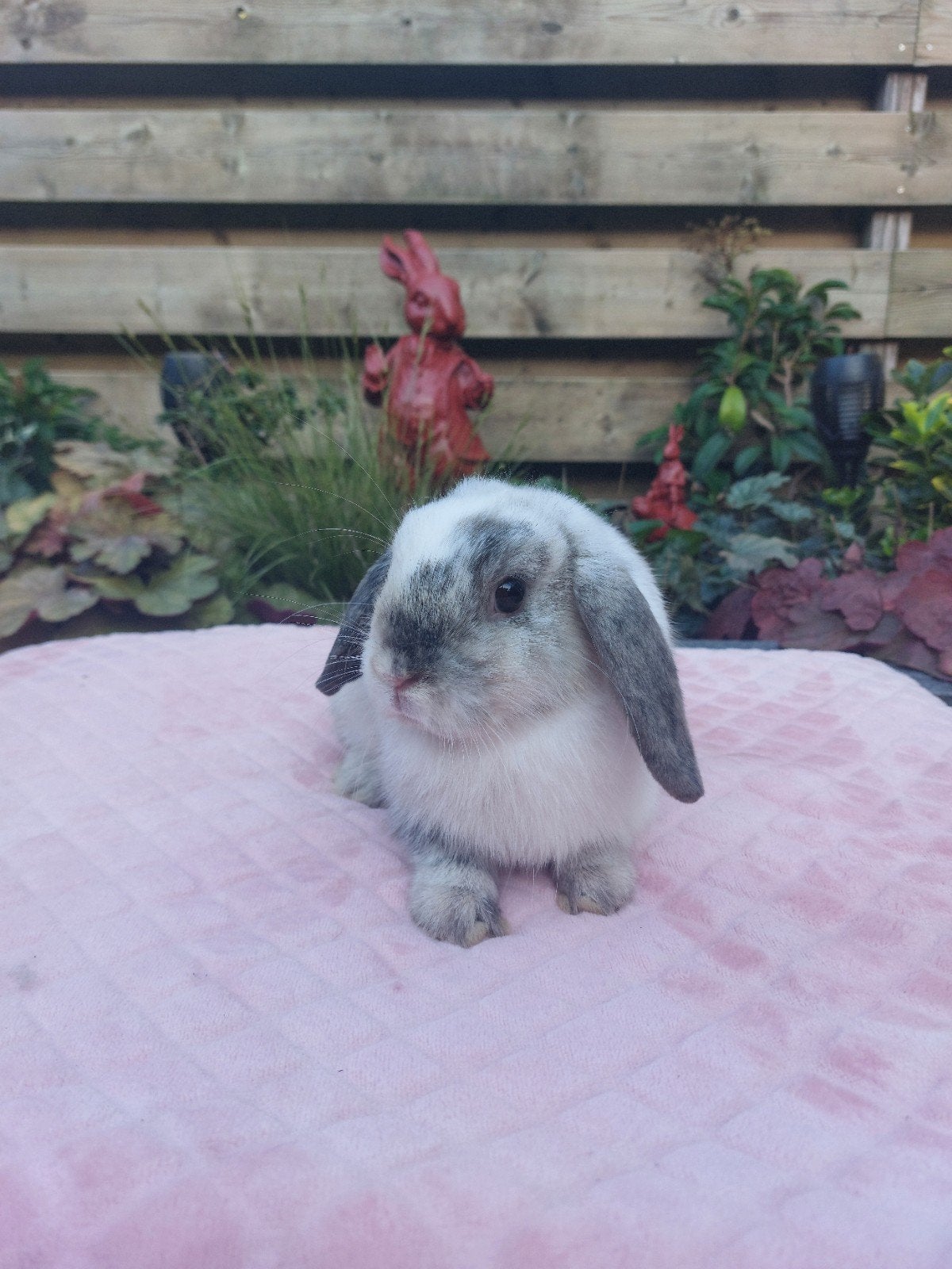 Te koop mooi nhd rhon voedstertje!, Dieren en Toebehoren, Vrouwelijk, Dwerg, 0 tot 2 jaar