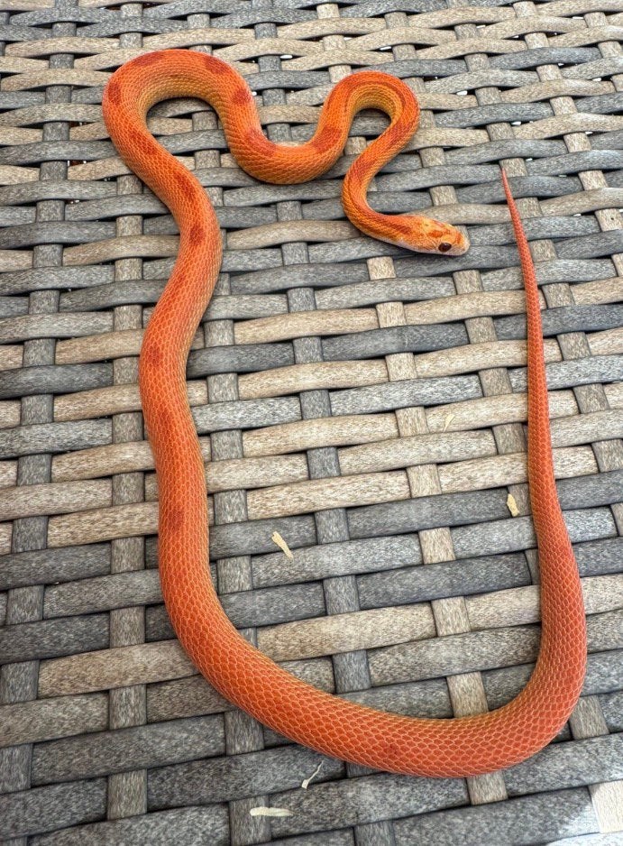 Korenslangen nakweek 2025 Corn Snake - female for sale from Stephan