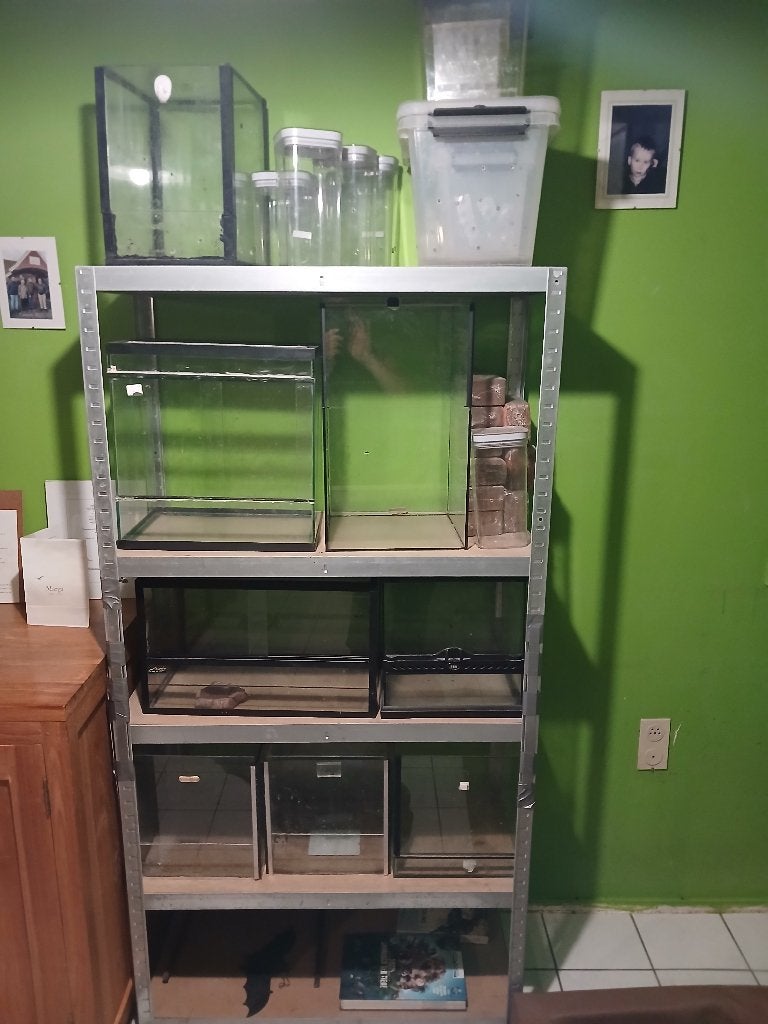terraium, Ophalen, Zo goed als nieuw, Terrarium of Paludarium