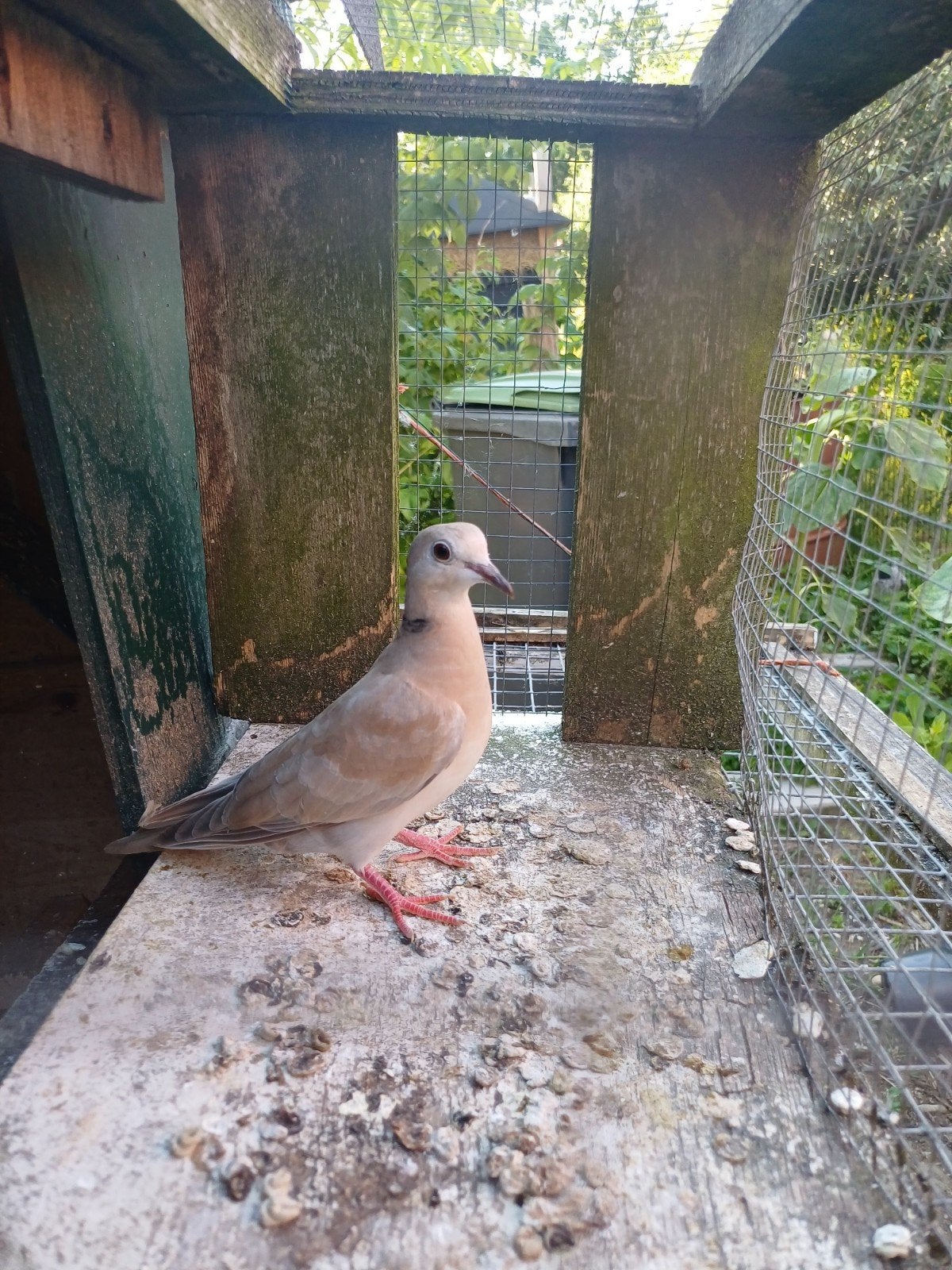 lachduif koerduif tortelduif, Dieren en Toebehoren, Mannelijk, Overige soorten