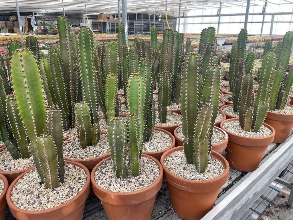 Cactus Euphorbia Canariensis 45-50 hoog Potmaat 18cm., Minder dan 100 cm, Groene kamerplant, Halfschaduw, Ophalen of Verzenden